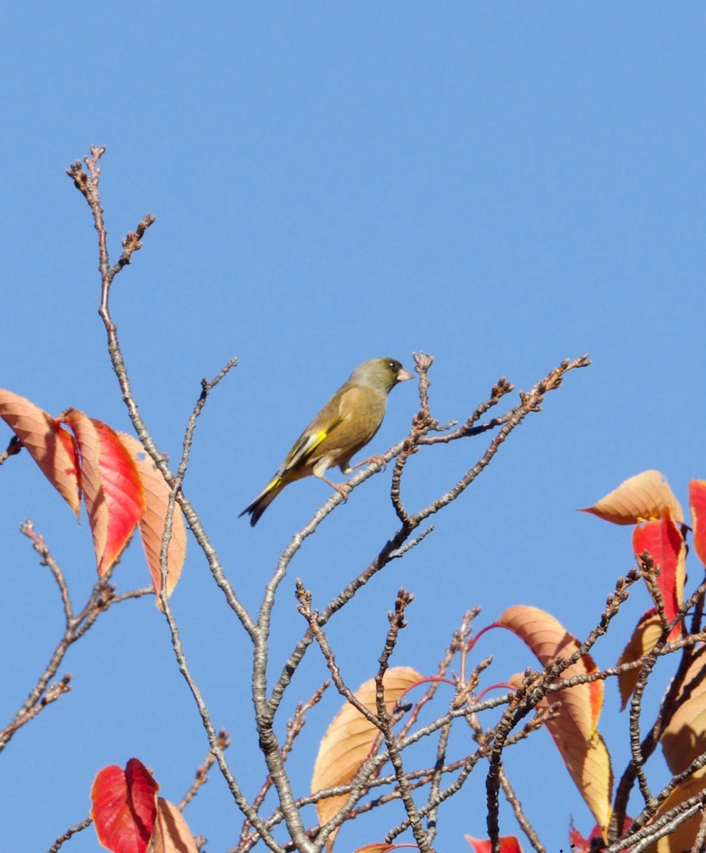 Oriental Greenfinch (Oriental) - ML645641161