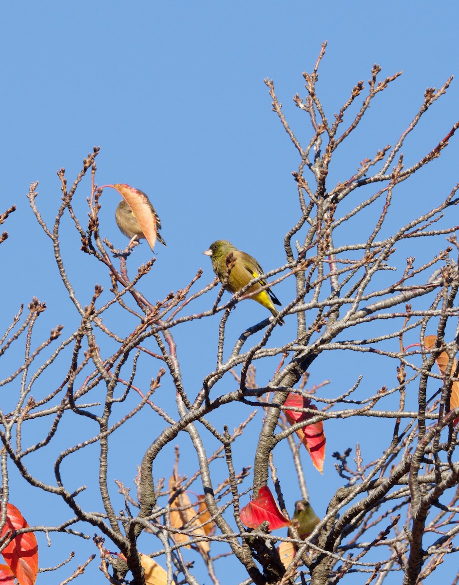 Oriental Greenfinch (Oriental) - ML645641162