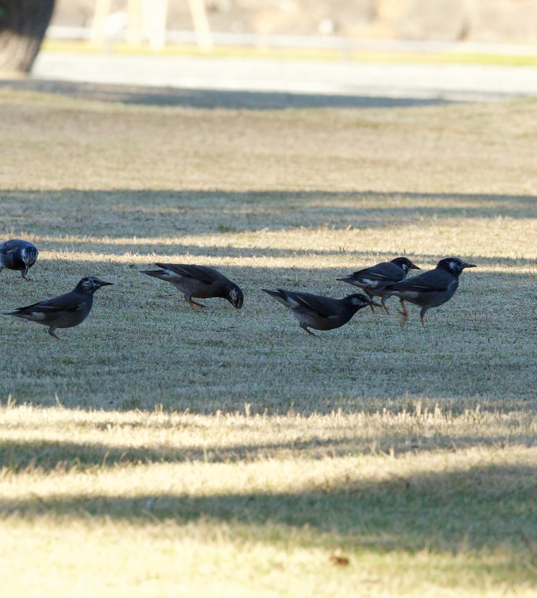 White-cheeked Starling - ML645641169