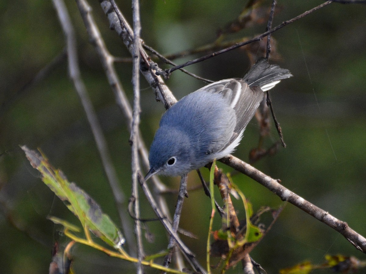 Blue-gray Gnatcatcher - ML645641174