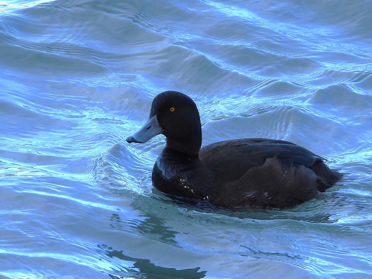 New Zealand Scaup - ML645641176
