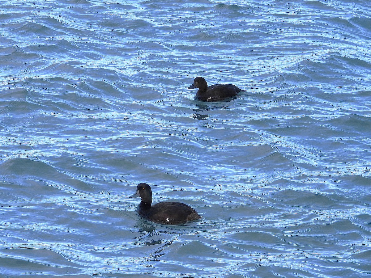New Zealand Scaup - ML645641177