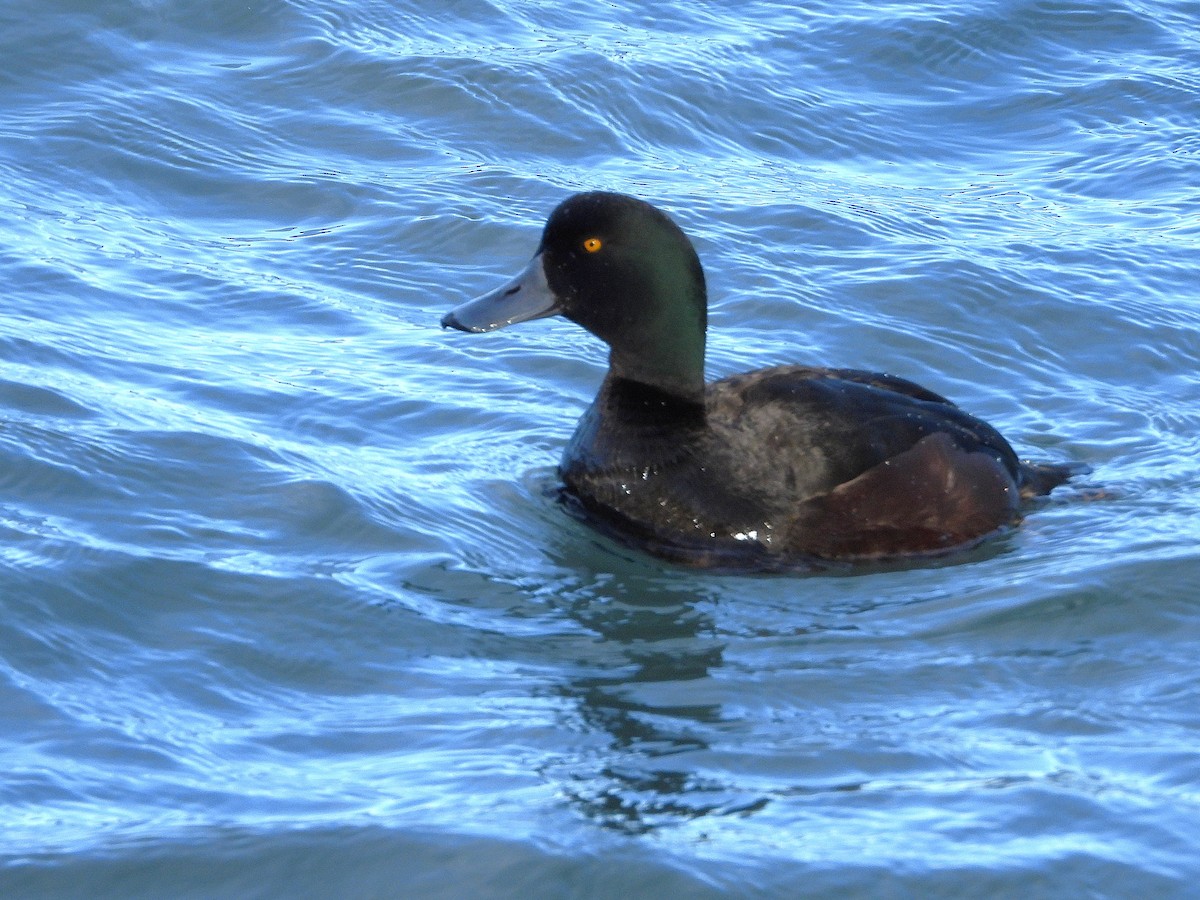 New Zealand Scaup - ML645641178