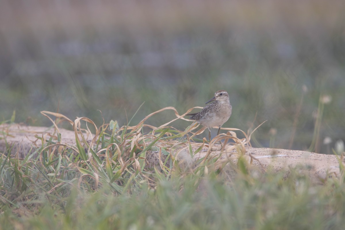 Sharp-tailed Sandpiper - ML645641191
