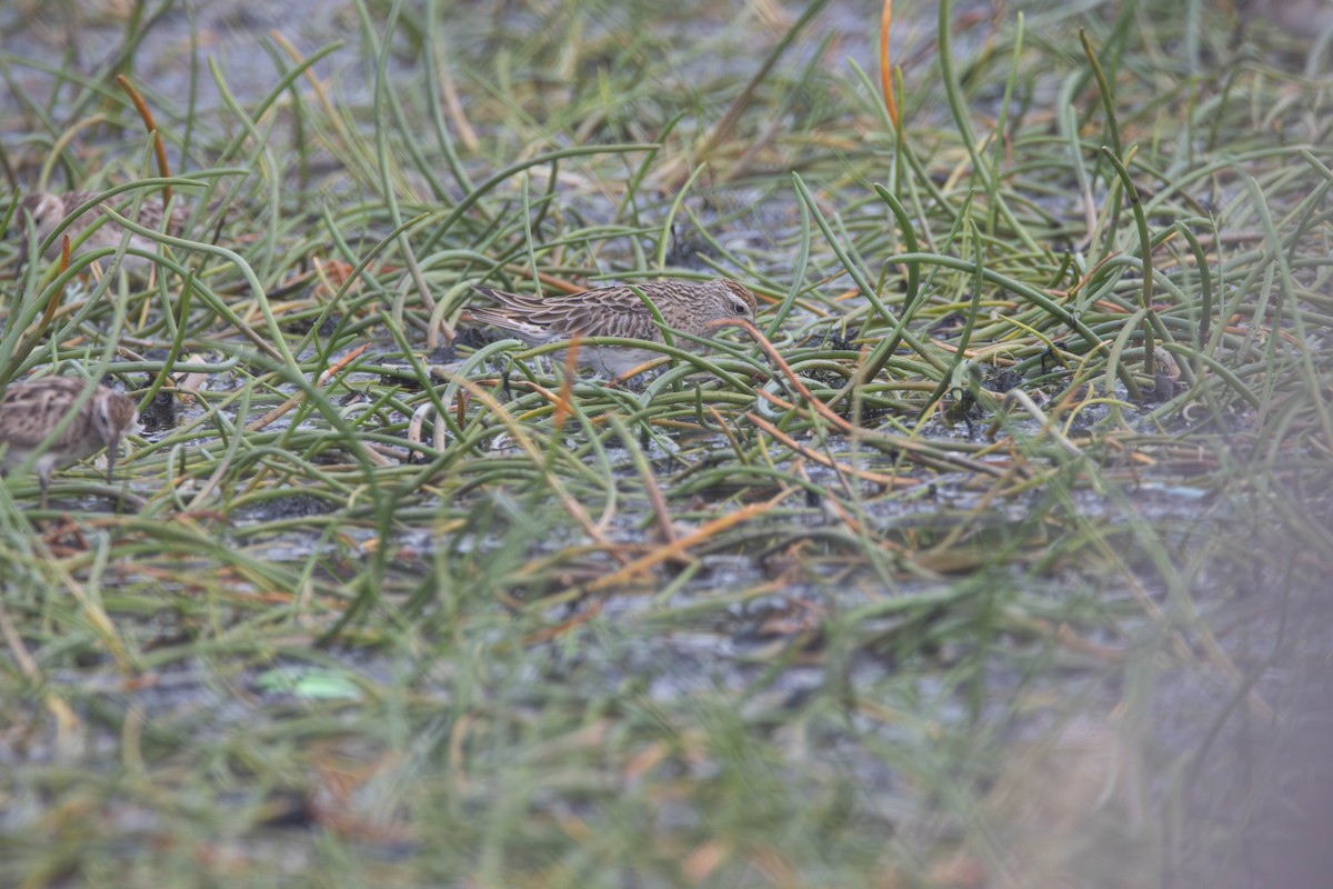 Sharp-tailed Sandpiper - ML645641192