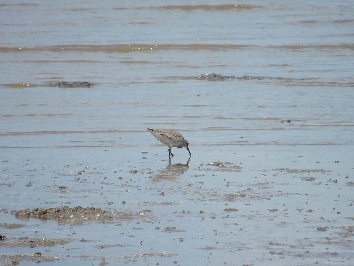 Bécasseau maubèche - ML645641193