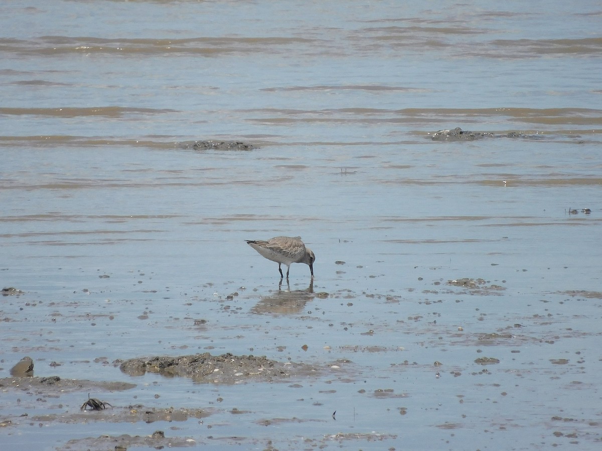 Bécasseau maubèche - ML645641195