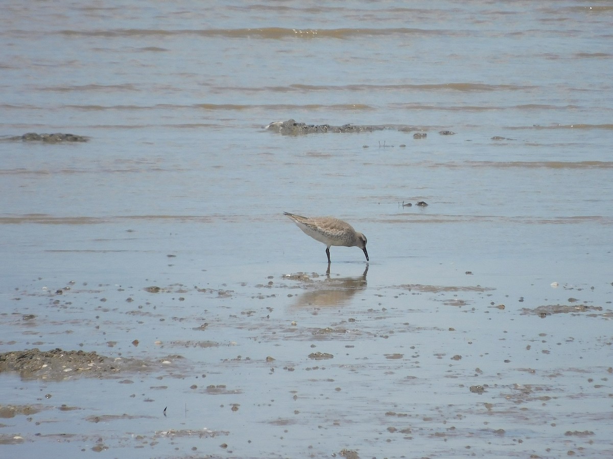 Bécasseau maubèche - ML645641196