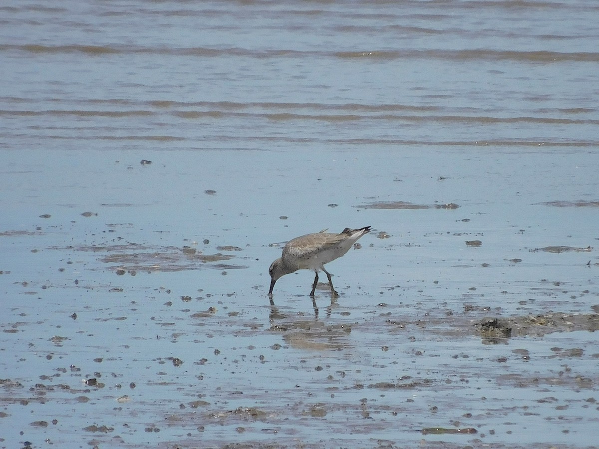 Bécasseau maubèche - ML645641197