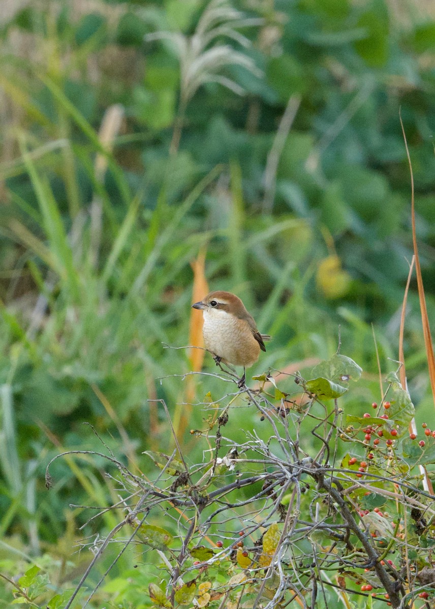 Bull-headed Shrike - ML645641205
