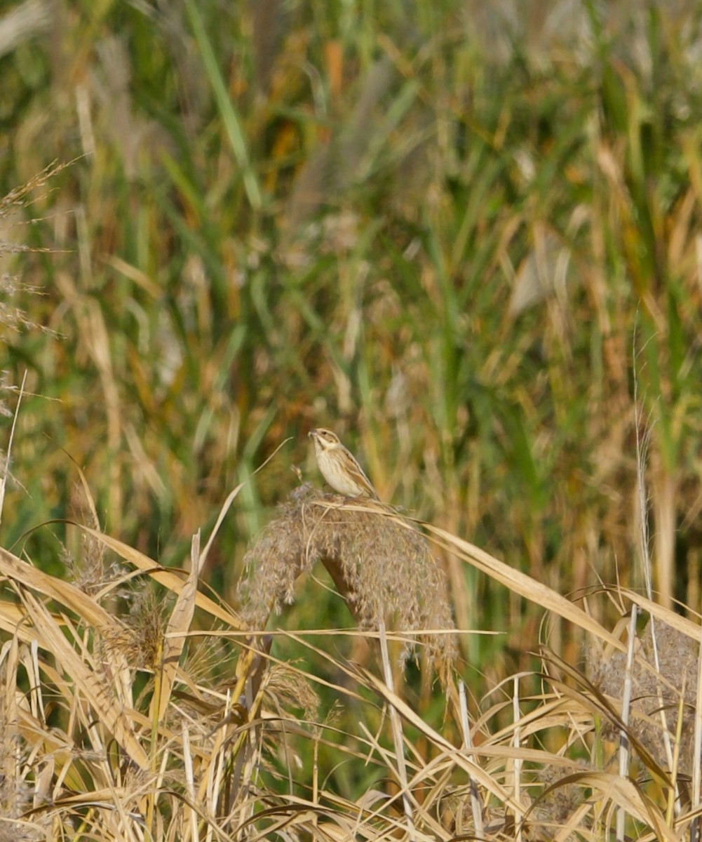 Meadow Bunting - ML645641206