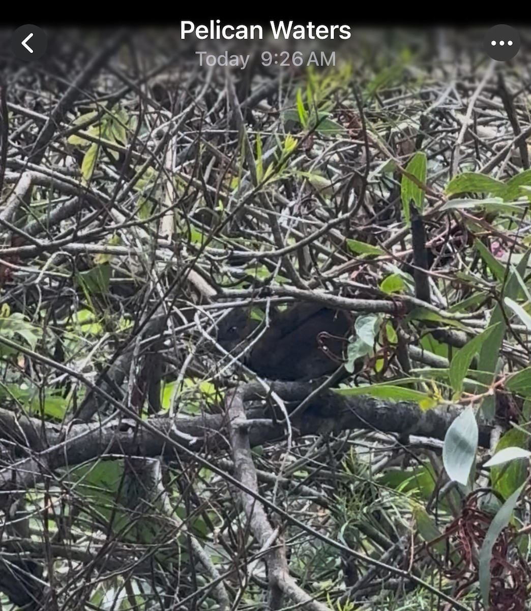 Eastern Whipbird - ML645641210
