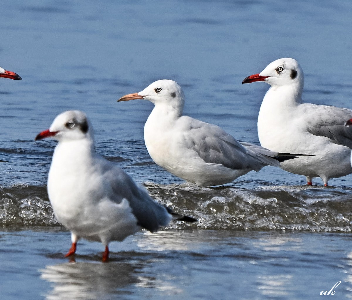Slender-billed Gull - ML645641211