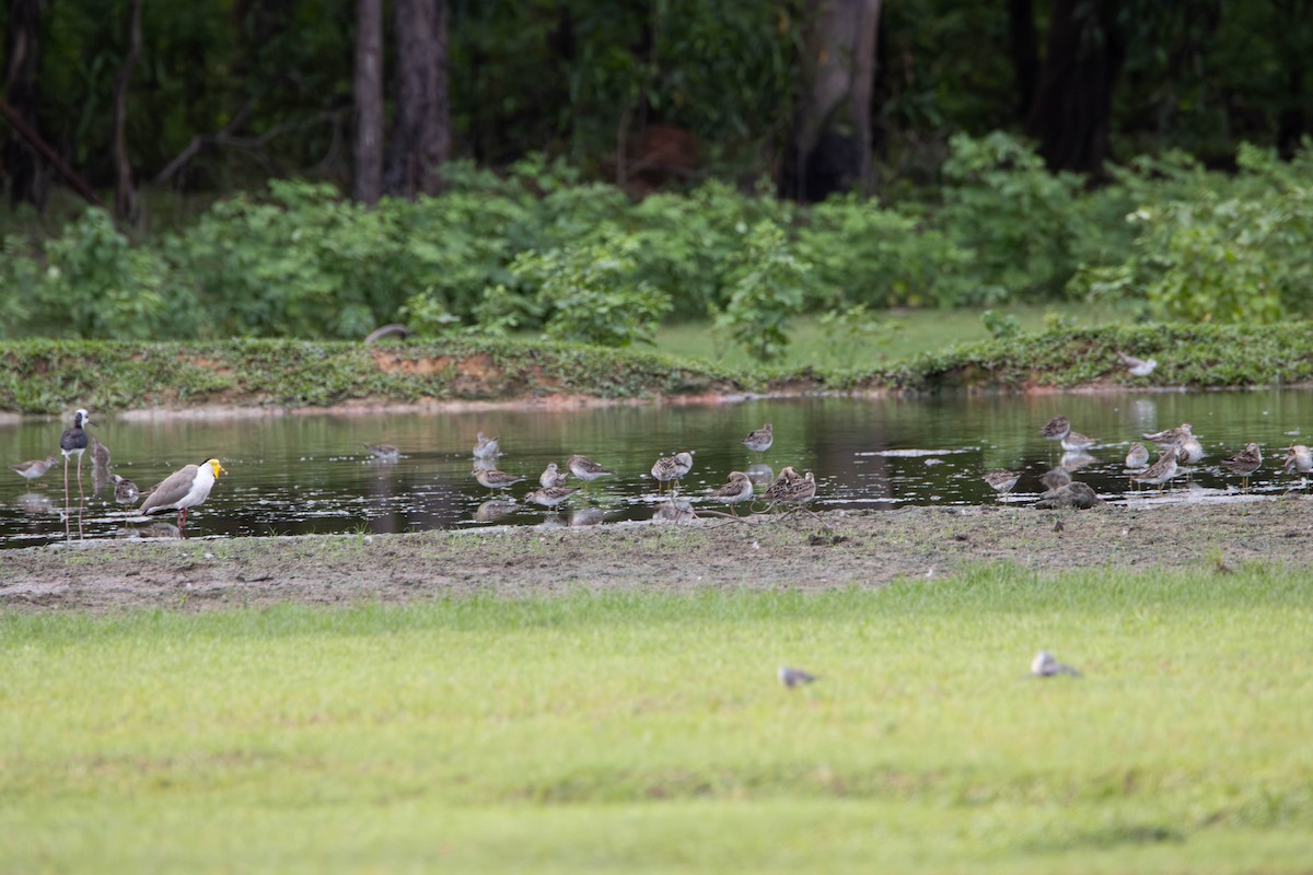 Hegabera maskaraduna - ML645641212