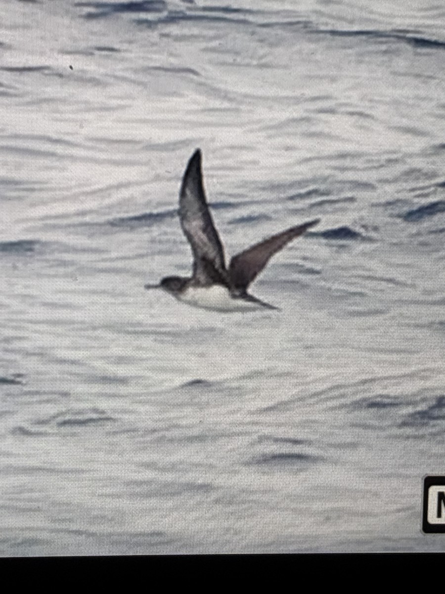 Hutton's Shearwater - ML645641213