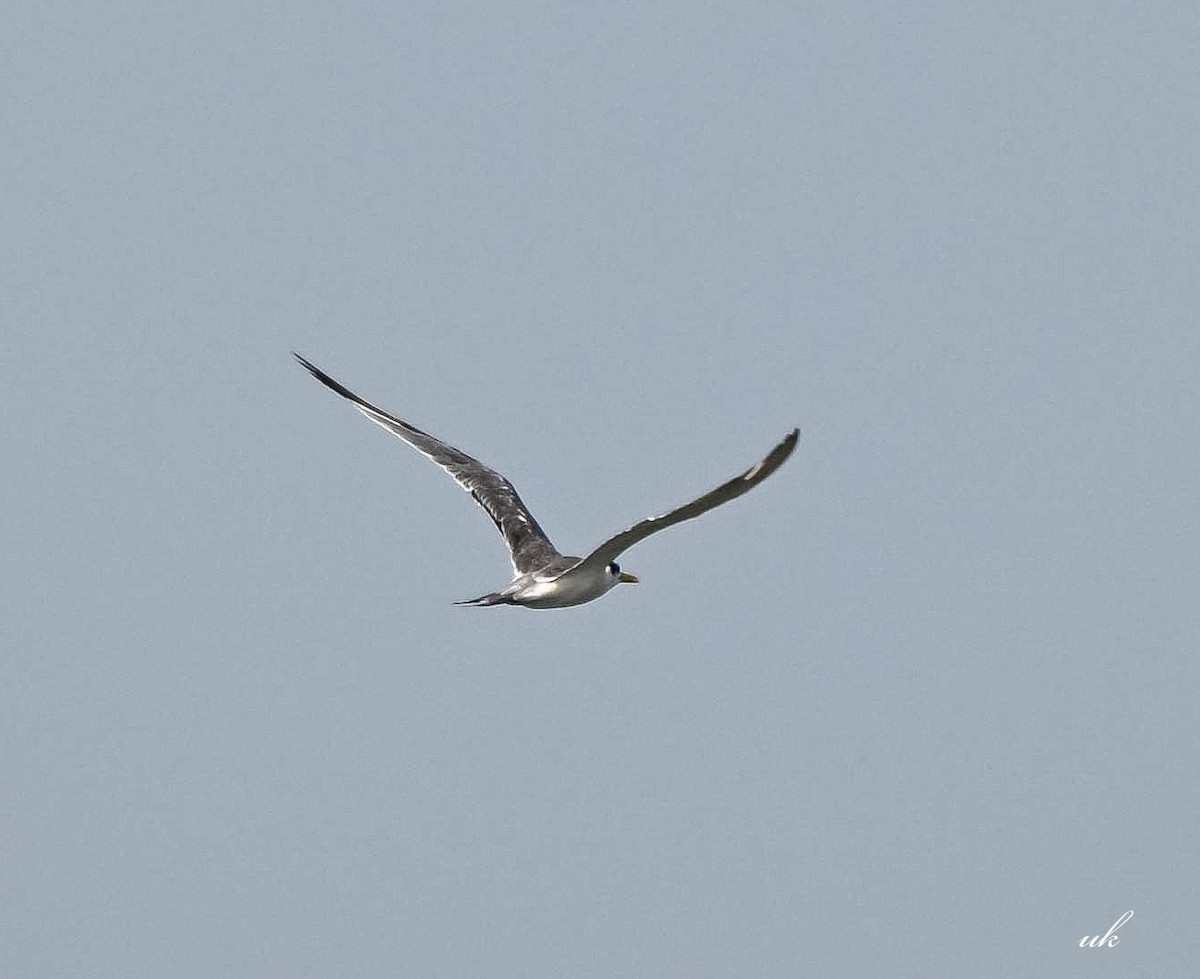 Great Crested Tern - ML645641216