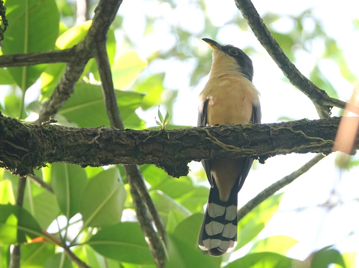 Mangrove Cuckoo - ML645641217