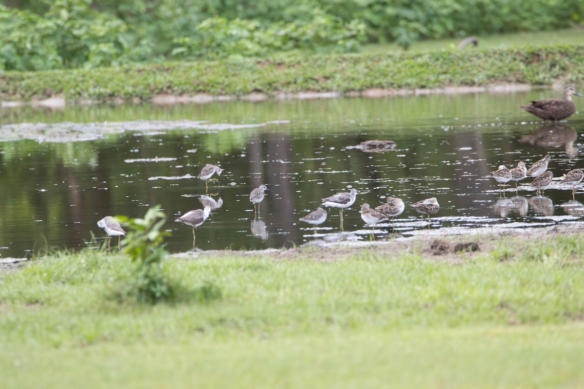 Marsh Sandpiper - ML645641218