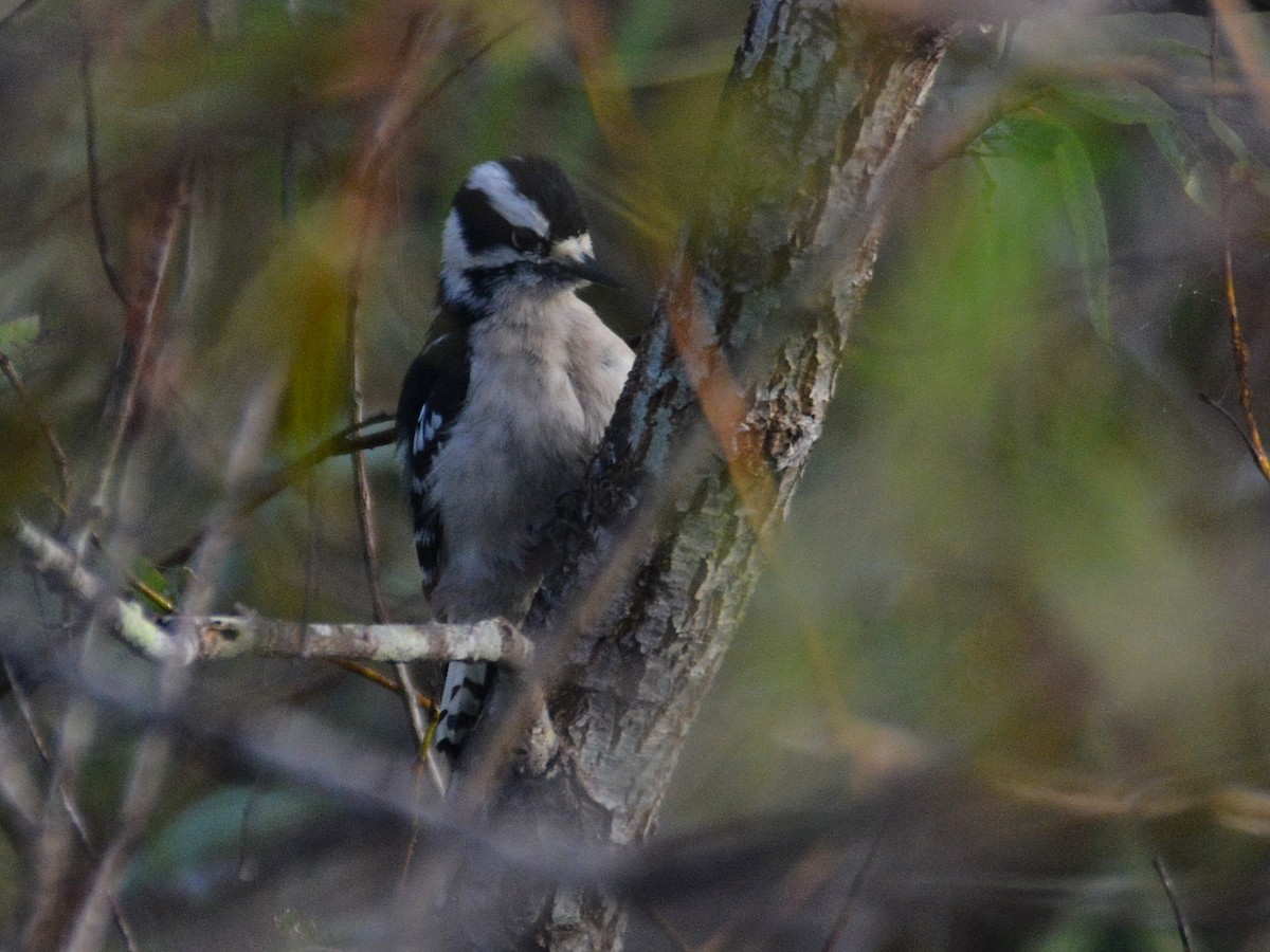 Downy Woodpecker - ML645641219