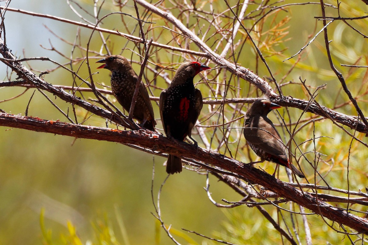 Painted Firetail - ML645641220