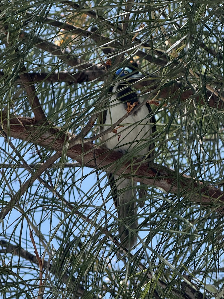 Blue-faced Honeyeater - ML645641221