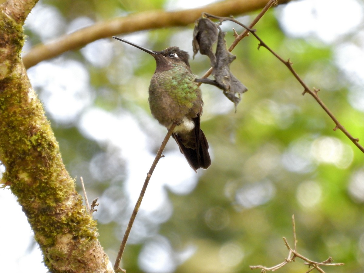 Green-fronted Lancebill - ML645641222