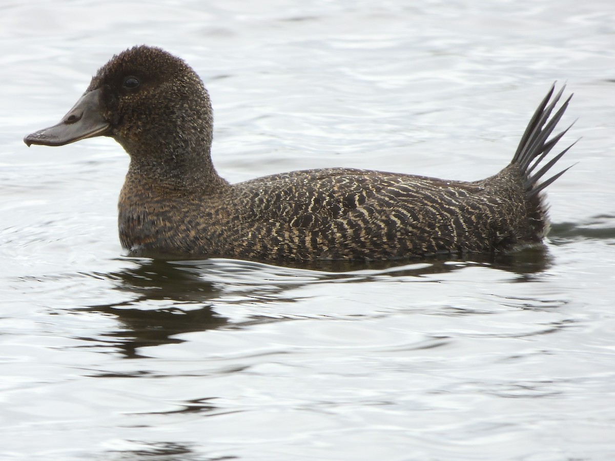 Blue-billed Duck - ML645641223