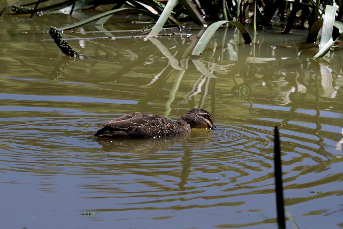 Pacific Black Duck - ML645641224