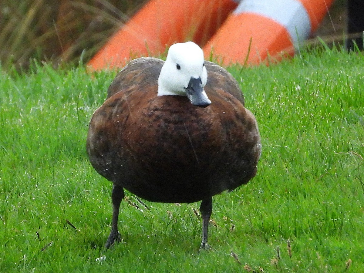 Paradise Shelduck - ML645641227