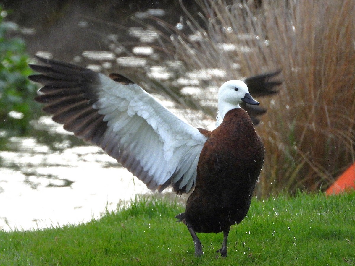 Paradise Shelduck - ML645641228