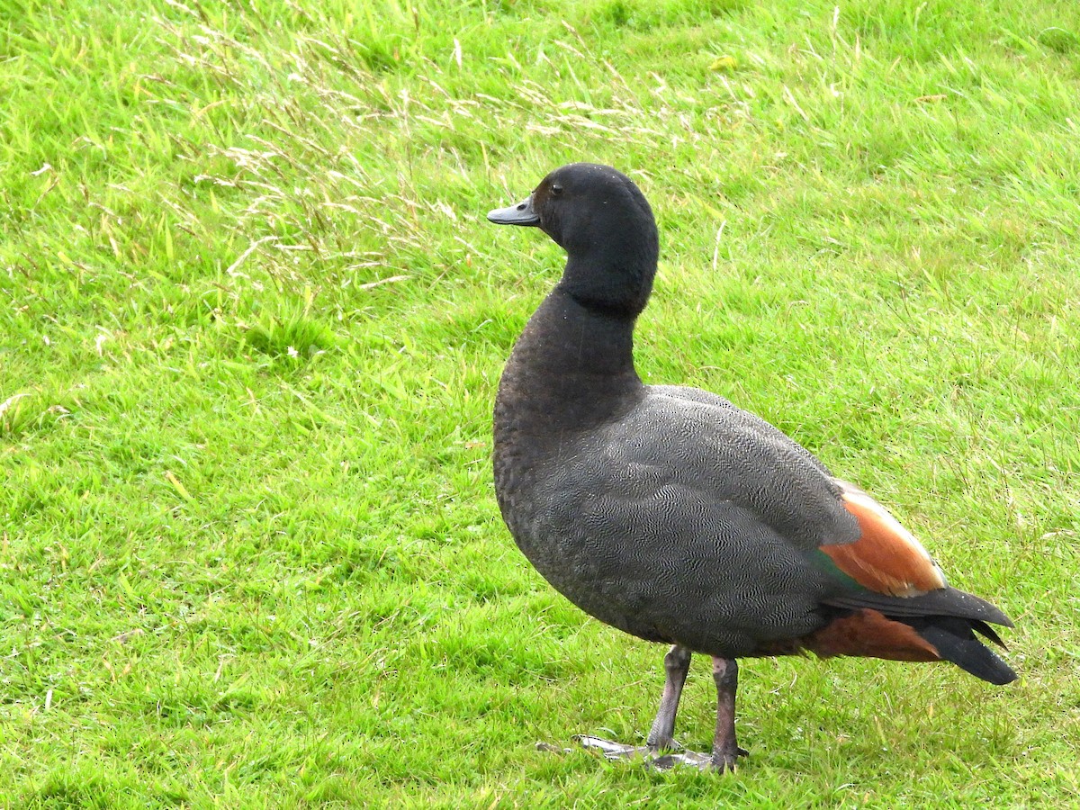 Paradise Shelduck - ML645641229