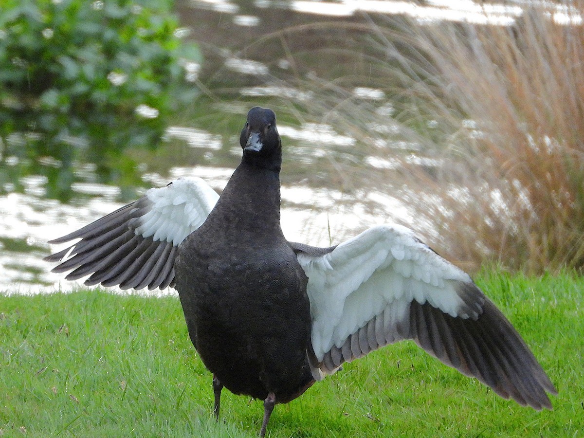 Paradise Shelduck - ML645641230