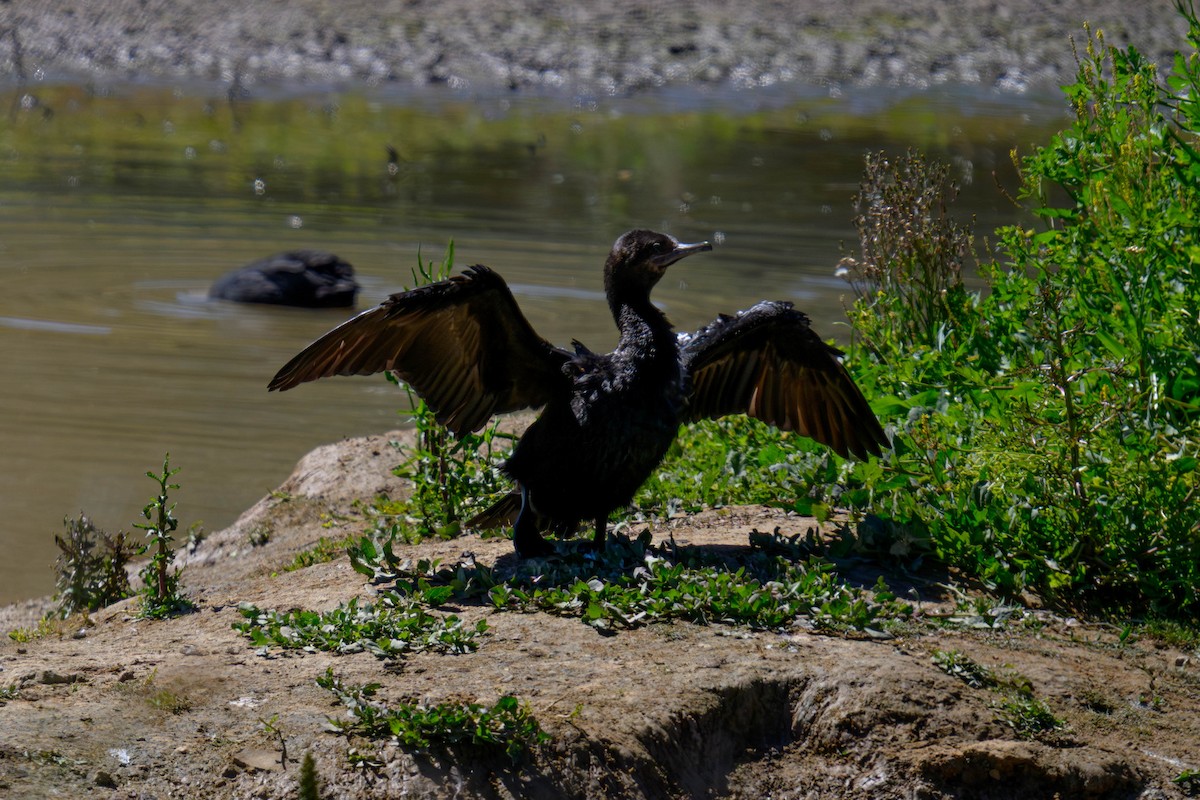 Little Black Cormorant - ML645641231