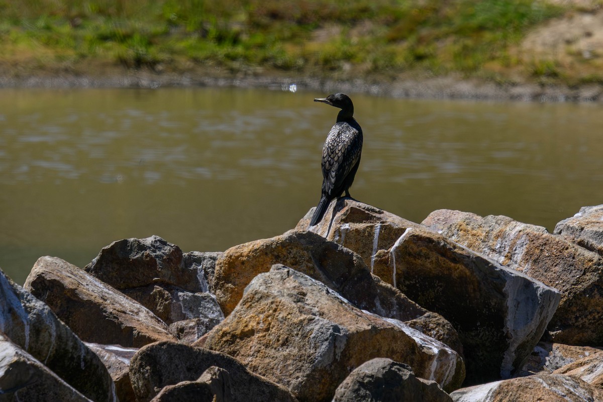 Little Black Cormorant - ML645641232