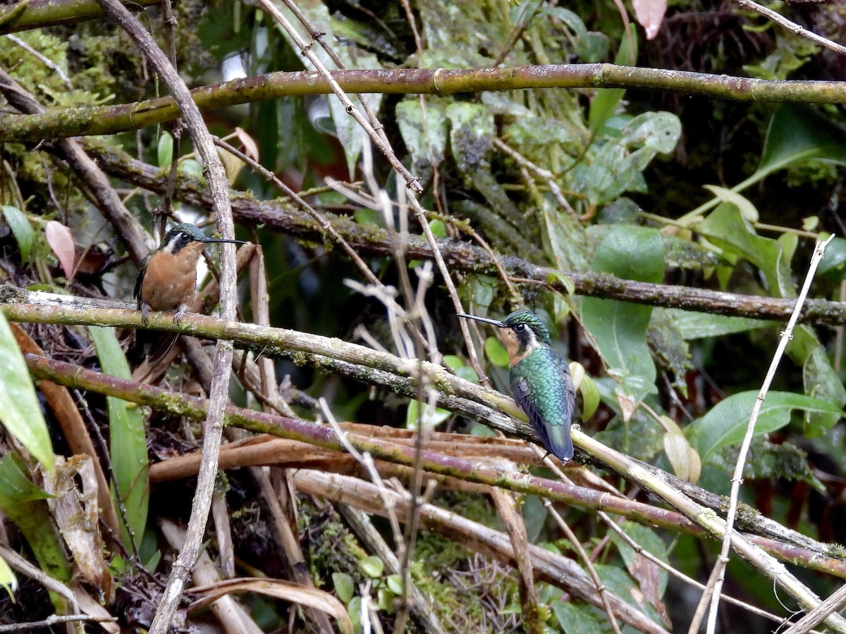 White-throated Mountain-gem - ML645641233