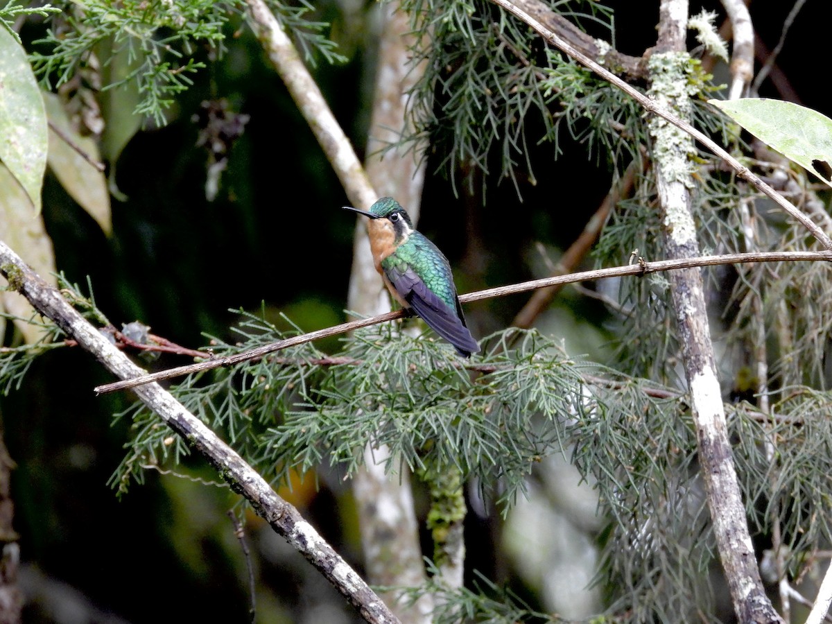 White-throated Mountain-gem - ML645641234