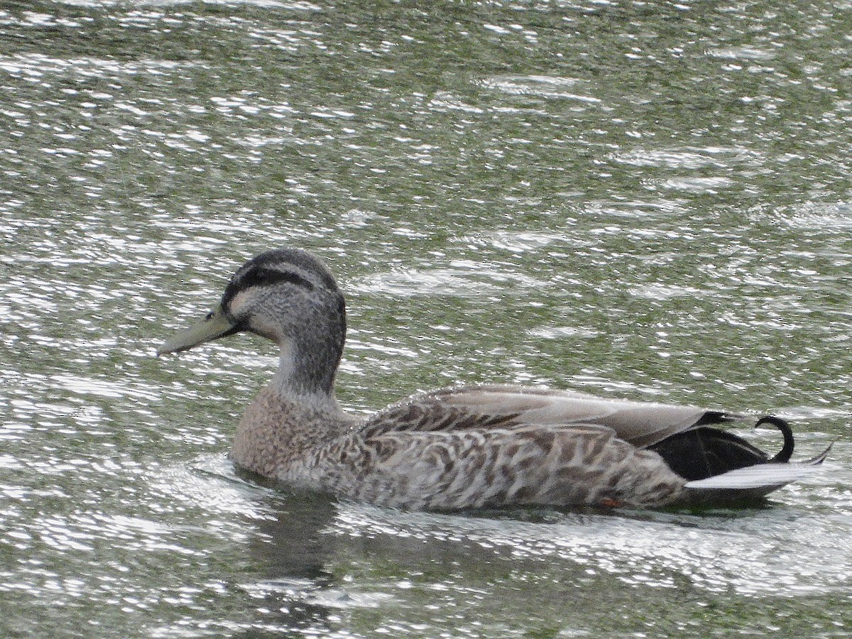 Mallard - ML645641240