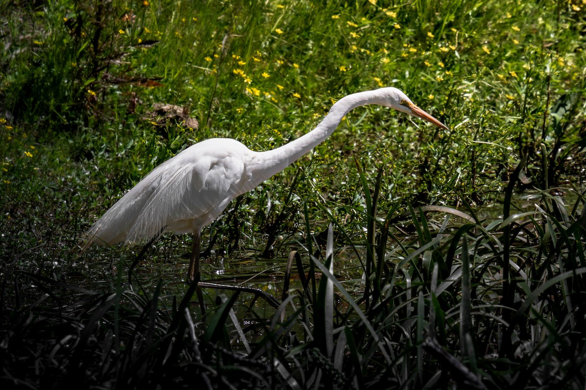 Great Egret - ML645641243