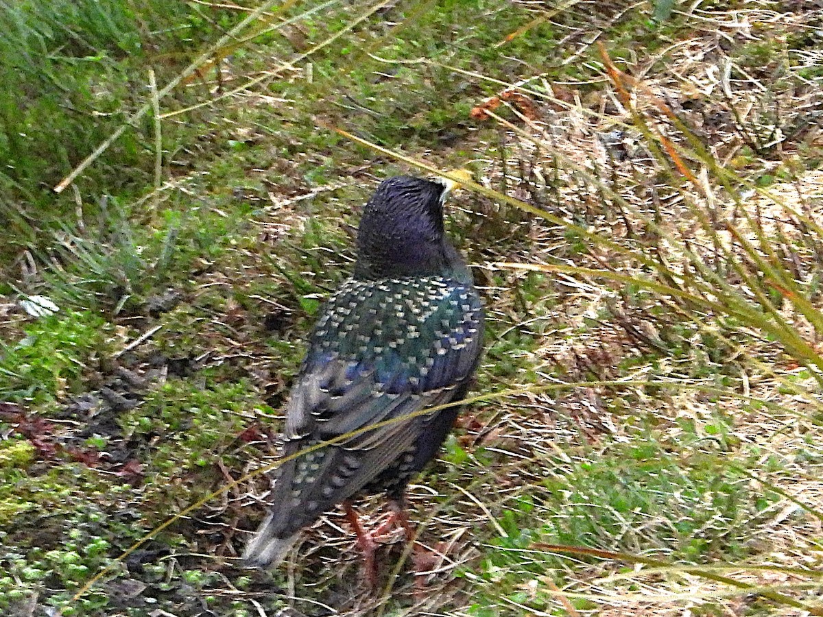 European Starling - ML645641244