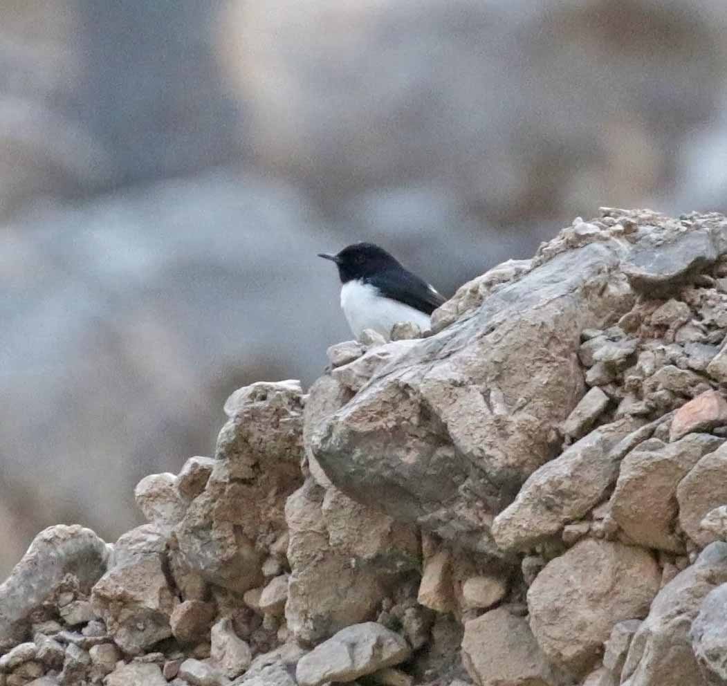 Hume's Wheatear - ML645641245