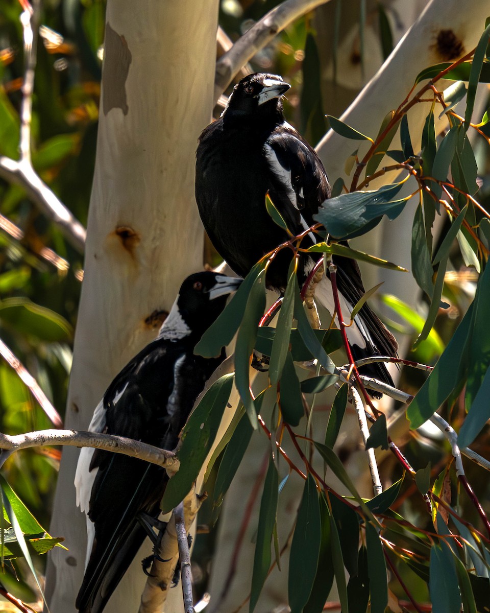 Australian Magpie - ML645641246