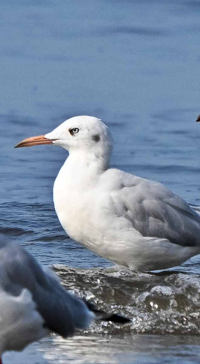 Slender-billed Gull - ML645641247
