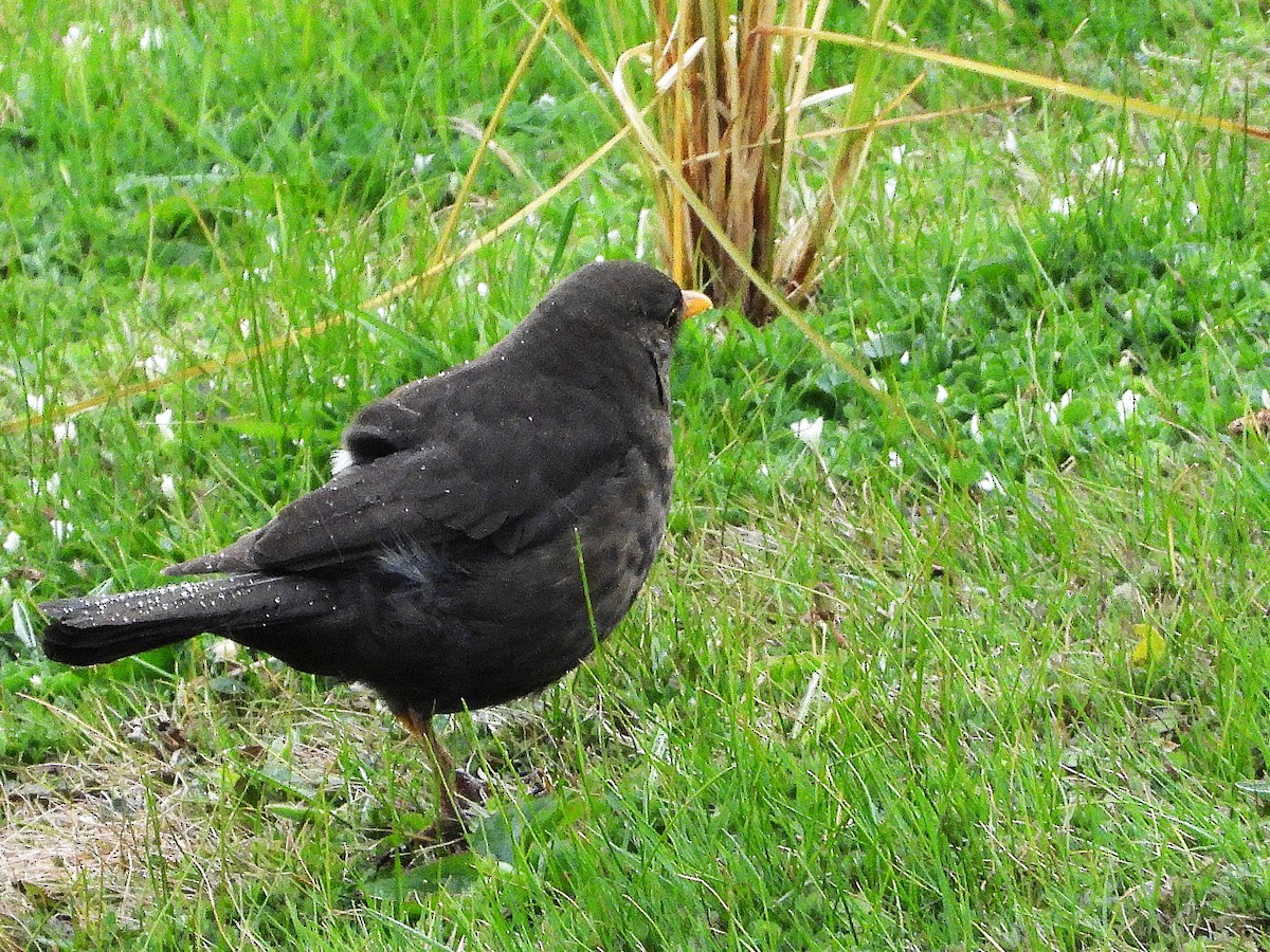 Eurasian Blackbird - ML645641249