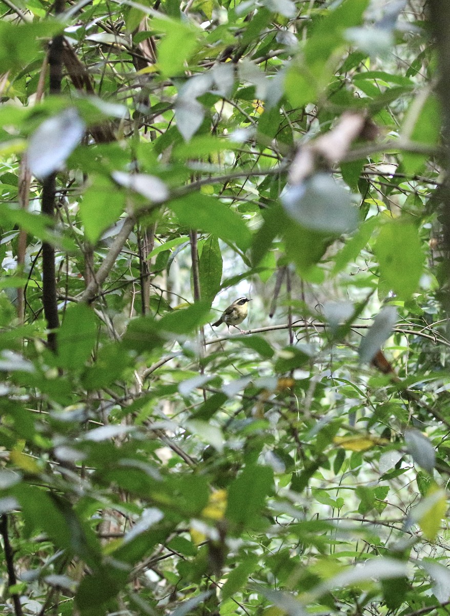 Yellow-throated Scrubwren - ML645641250