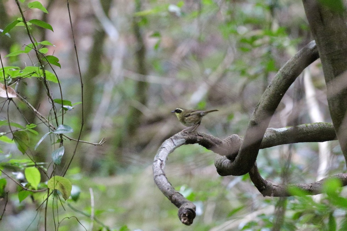 Yellow-throated Scrubwren - ML645641251