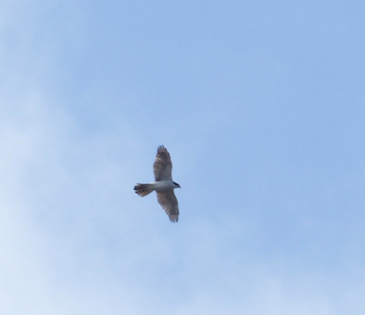 Eurasian Goshawk - ML645641252