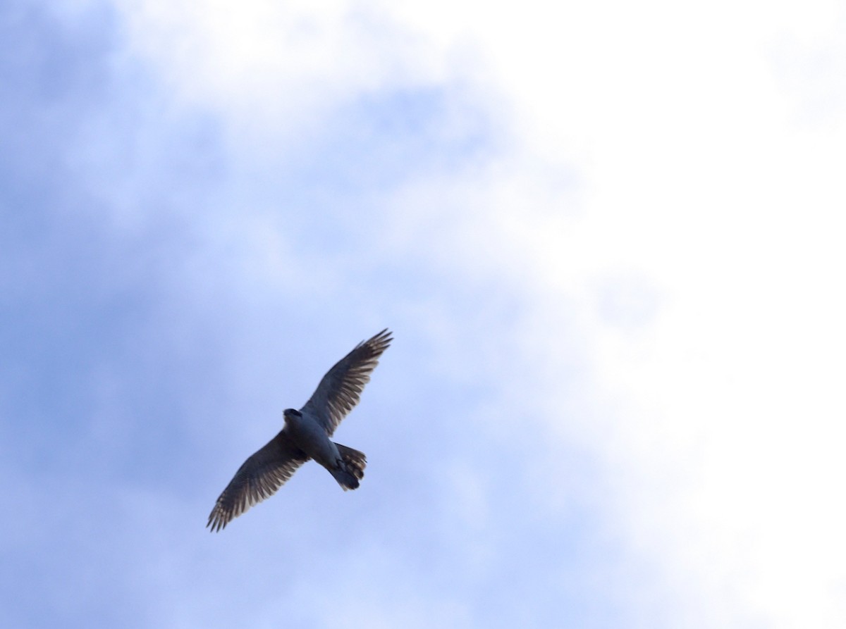 Eurasian Goshawk - ML645641253