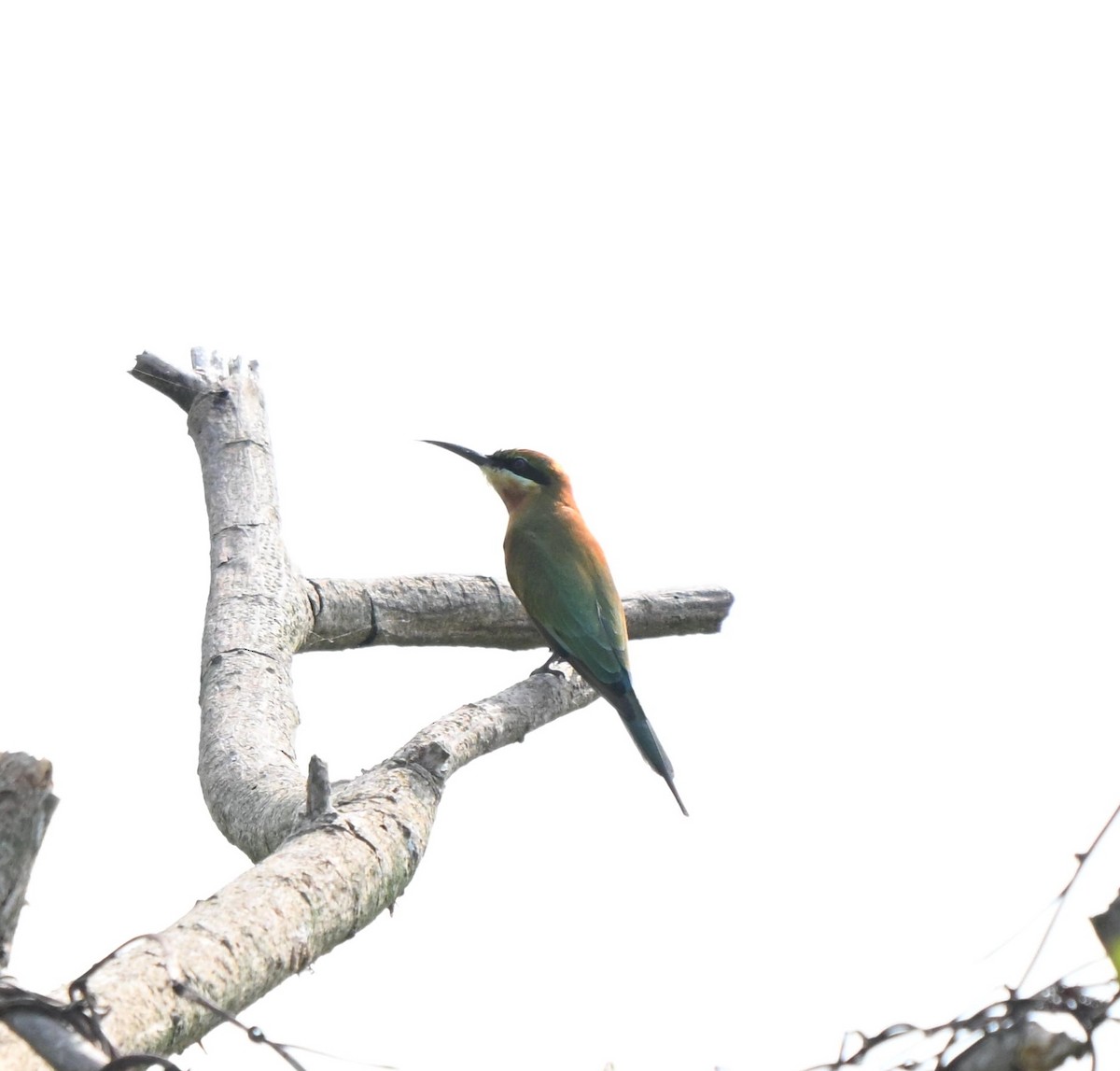 Blue-tailed Bee-eater - ML645641254