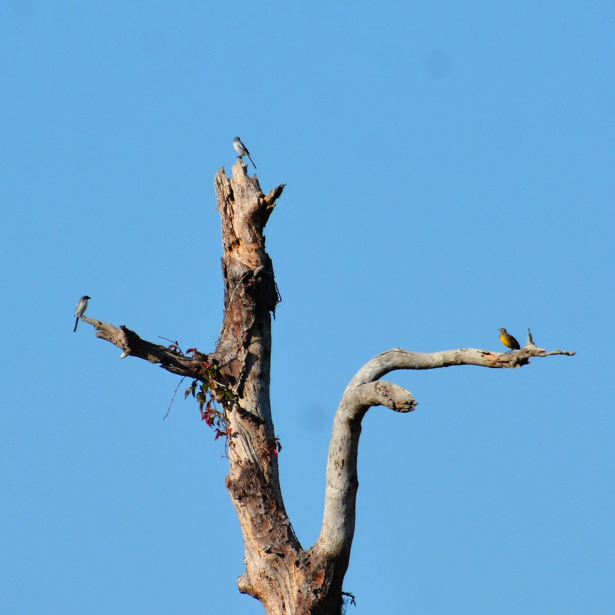 Eastern Meadowlark - ML645641257