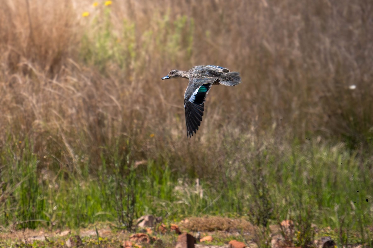 Zertzeta grisa - ML645641258